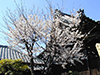 寺院　お墓　東陽寺